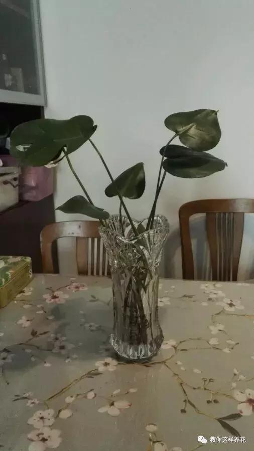 豆瓣绿|4种花别再种土里了，丢水里更好养，还更漂亮！