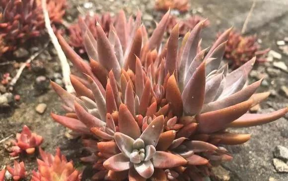 农村“穷养”多肉,一养一个大老桩,群生养爆盆