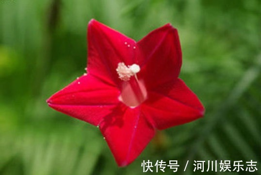 鲜红|喜欢菊花,不如养盆“埃及众星”,花朵五角星,鲜红欲滴