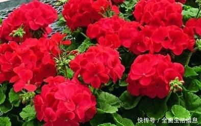 不是玫瑰胜似玫瑰，家养“好活花”，花开爆盆，养成“小花园”！