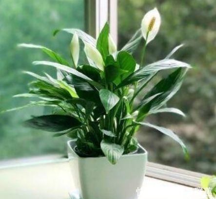 卫生间有异味,就养4种花,耐阴吸异味,养在卫生间高大尚