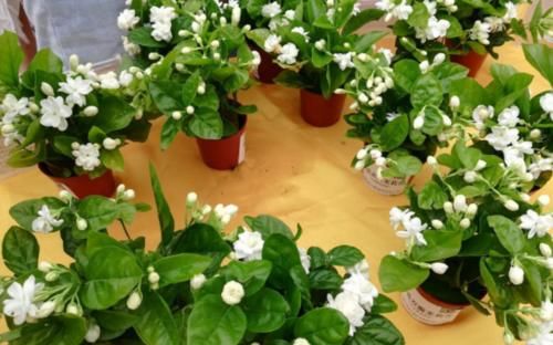 5月逛花市，捡漏很轻松，这4种花“闭眼入”，耐热抗晒开花多