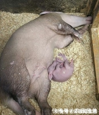 动物园|“世界最丑宝宝”诞生 兔耳朵猪鼻子 你们肯定不知道它是啥?