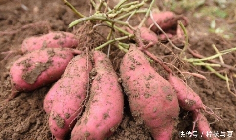 早知|提醒,常吃红薯的人,好处多多,但切记不可与一物同食,早知早好