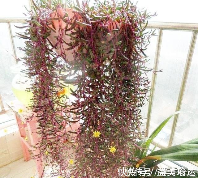 绿珍珠|“吊着养”的多肉,不要控养撒欢长,千珠万珠垂落,阳台一片好景!