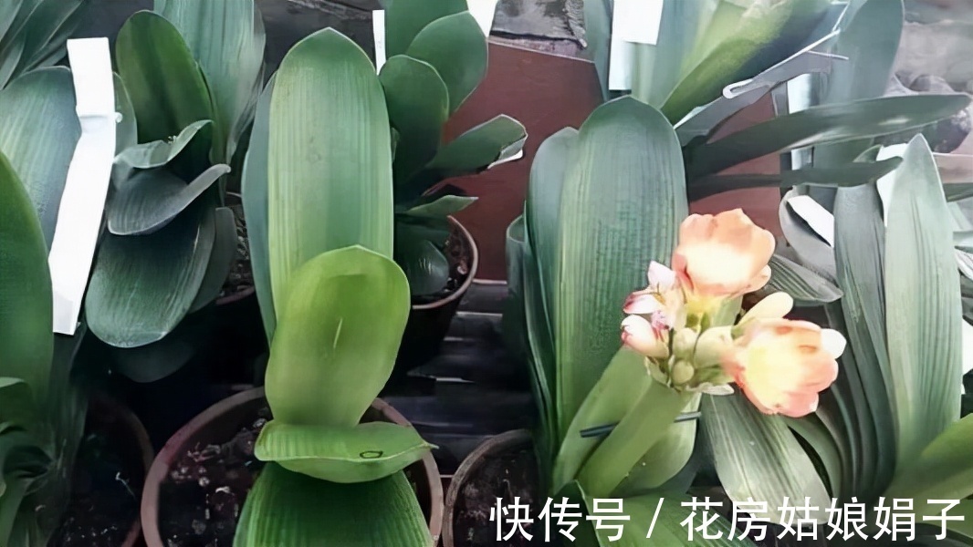 按照君子兰的生长习性来进行养殖,就不怕养不好它了,值得收藏