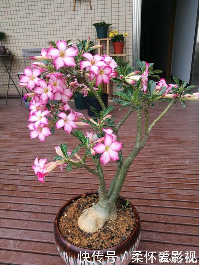 这10种耐旱花,2个月不浇水,叶子反而绿油油