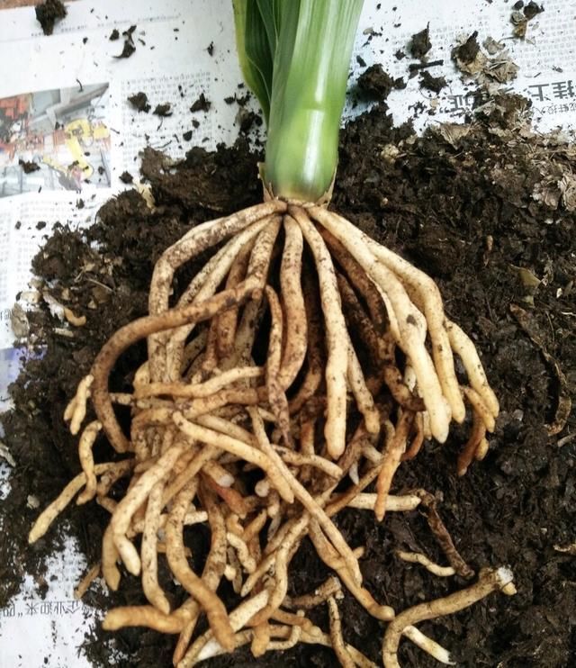 正确|5种花“专吃土”,砸开花盆全是“大块根”,这么做才正确