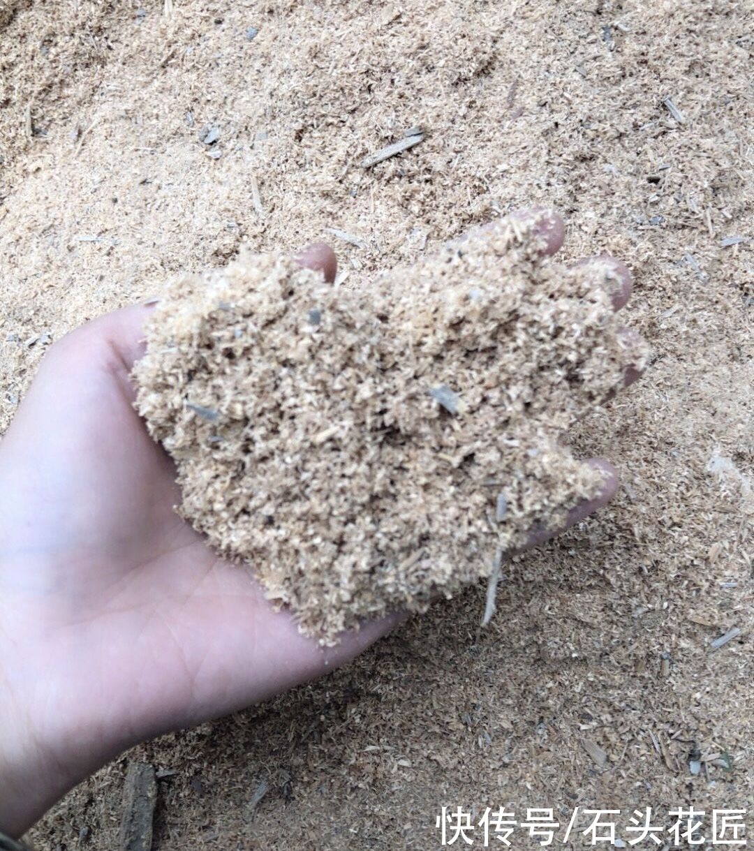 用“木屑”养花是宝贝，但是一定要提前做好“1步”，才能用