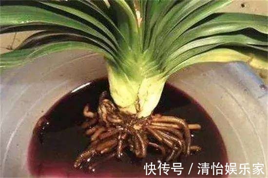 烂根|君子兰夏天容易烂根赶紧砍一刀，栽土里还能重新长！