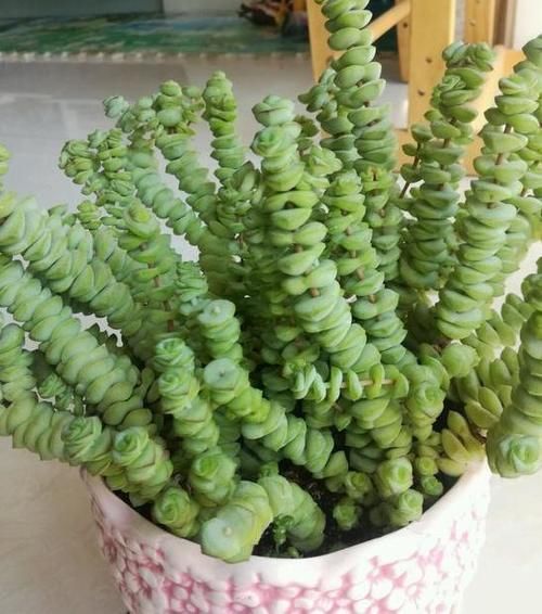 想让多肉钱串长爆盆，需要这些“技巧”辅助，你掌握了吗？