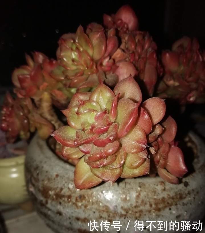 养多肉的心情说不清,都在照片里了