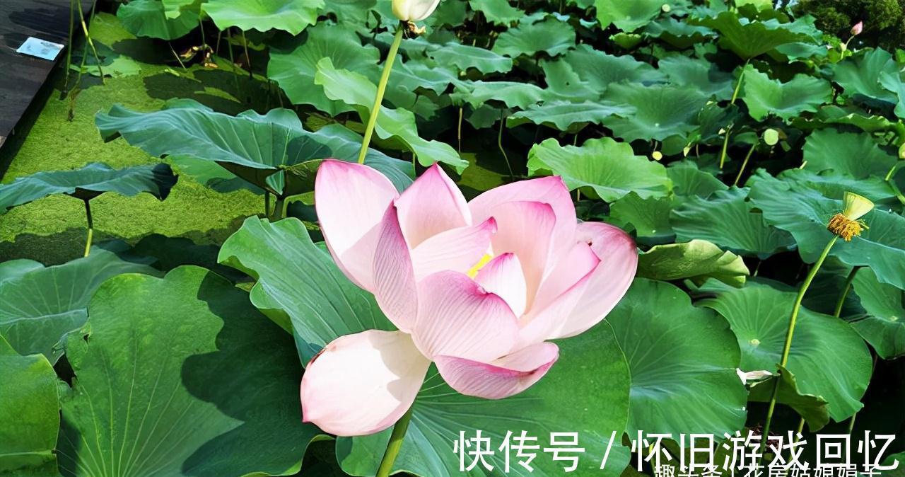 冬季养花,做到不黄叶,不冻伤,安全越冬,要按这些方法进行养护