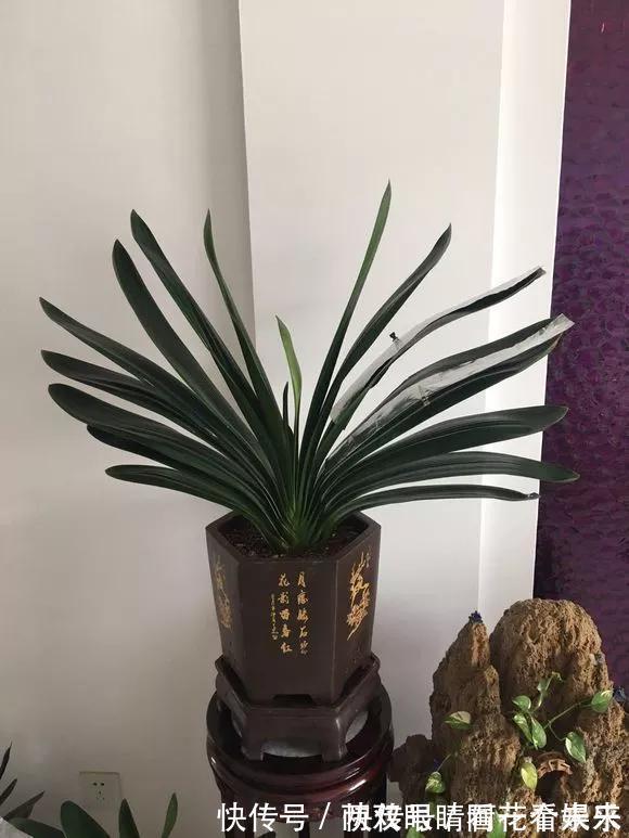 钾肥|君子兰长得太慢学几招,叶子猛长花开不断,美翻天!