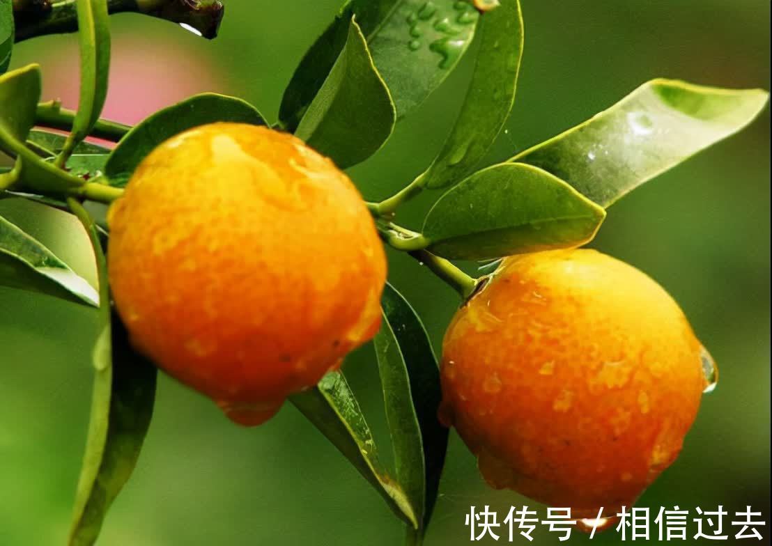 冬至|马上就冬至,3种“发财果”记得摆在客厅,寓意多福多寿富贵相伴