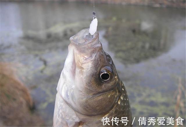 隔夜饭|这东西2块多1斤，简单处理专钓鲫鱼，你身边就有，别错过