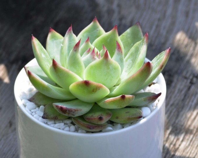 多肉植物夏天很难养只需要掌握3个技巧，夏天多肉一样生命旺盛