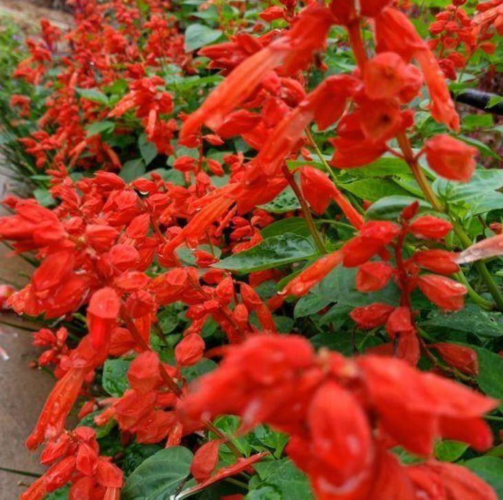 4种花是爆盆能手,懒人新手都能养的好,绚丽多彩颜值高