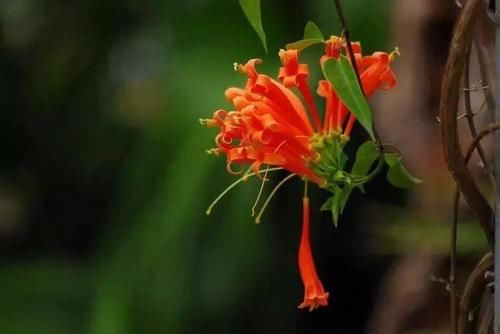 春天种上爬藤植物，夏天花儿爬满墙！