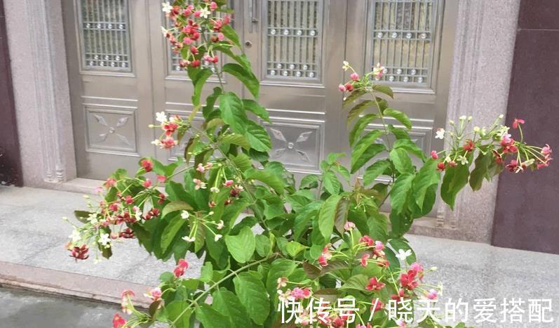 时间长|养使君子，土、光、水符合需求，开花又多又时间长，种子还能药用