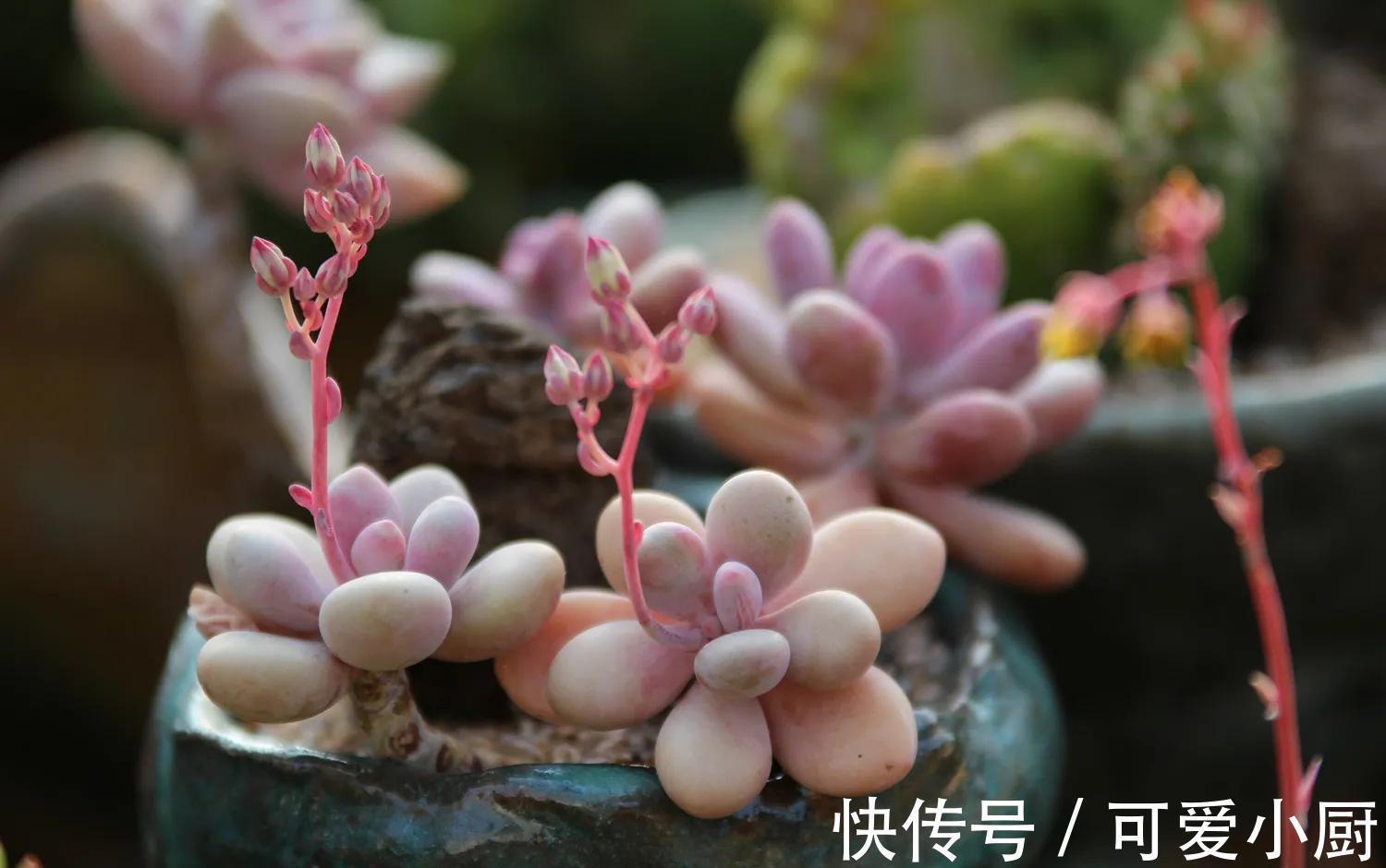 做好四件事，多肉在冬季也能散发迷人色彩，长出状态很轻松