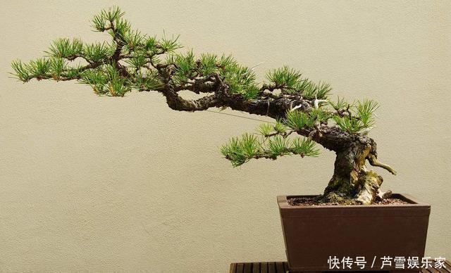 罗汉松|养花高手养护罗汉松有”绝招“，叶子“油绿”不在变黄。