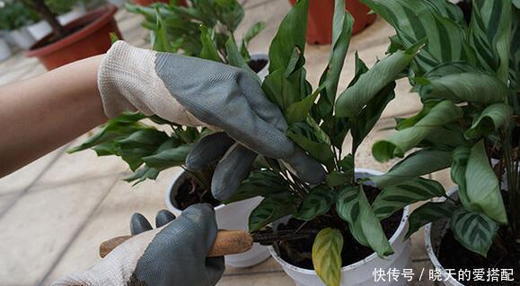 刚买回来的花就黄叶落蕾?这么做立马恢复水灵