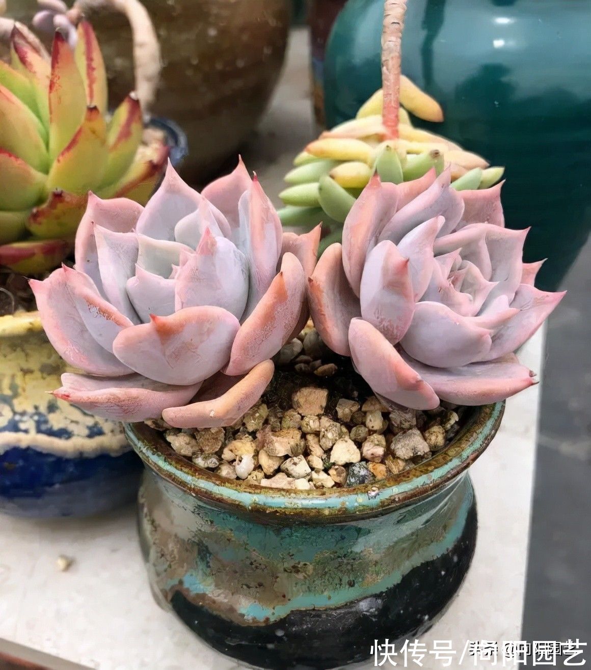 多肉植物，10大养护技巧，只要你能学会，14天“绿叶变红叶”