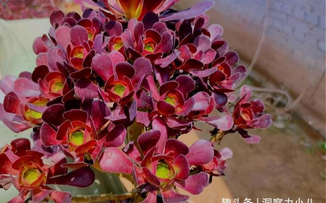 这“三多肉”是公认的爆崽小能手,室外冻一冻,憋成群生肉墩子