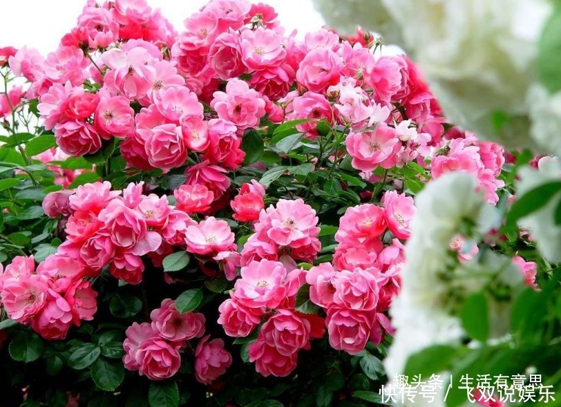 蔷薇花,一开一瀑布,4个方法学到手,蔷薇瀑布跟你走!