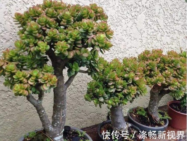 多肉植物|玉树年限到了不开花以下3个方面多注意，玉树花开爆盆又长久