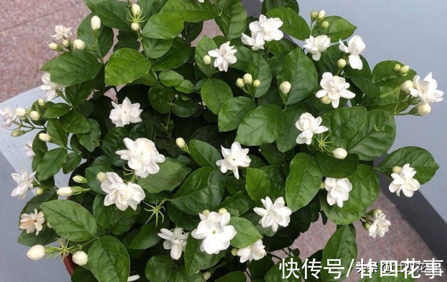 茉莉花期结束后，4件事万万别做，明年花少是小事，就怕过不了冬