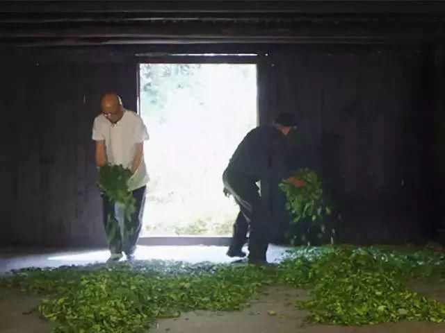 武夷红茶|茉莉花香入茶骨，沏一壶，花香满室