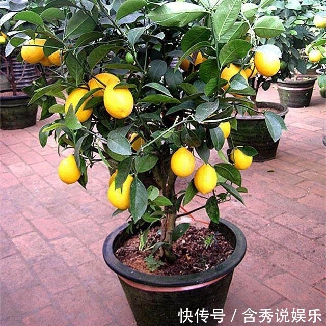 阳台|这几种水果不用花钱买,家里阳台很容易种,结的果子还特别多!