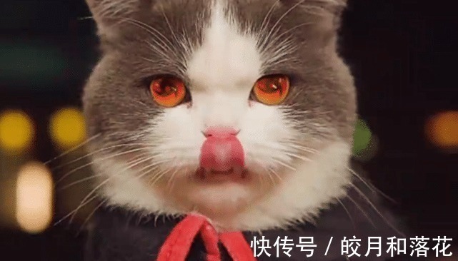 须佐能乎|“火影猫”神还原“鼬佐兄弟大战”,这难道不比《博人传》热血