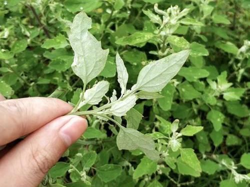 它是民间高钙野菜，食用超2千年，却有人质疑它有毒，还能吃吗？