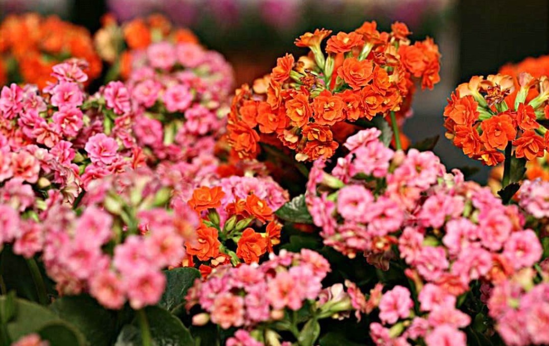 自家养的长寿花,没有市场上的簇拥,原因在于没用这种“溶液”