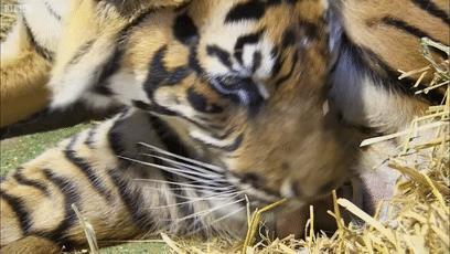 角马|蝙蝠竟然会倒立生孩子,这些生娃瞬间看得我肚子疼