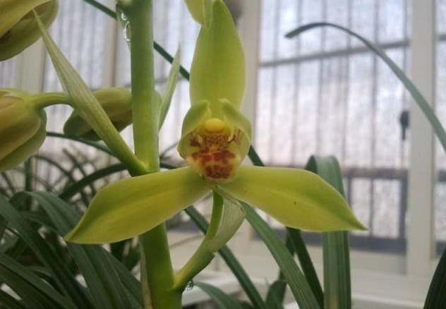 蕙兰不开花，花苞干枯，开品不好，原因只有一点没有做好！