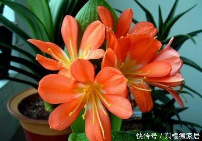 四种花常年开花易爆盆,花朵烂漫迷人,开花一茬又一茬