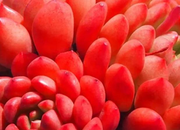 人气较高的8种多肉，天冷越晒越漂亮，越看越喜欢