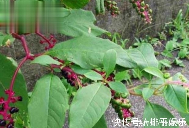 农民朋友|农村中一种不起眼的野草,用来泡脚可治疗脚气,见到可不要错过