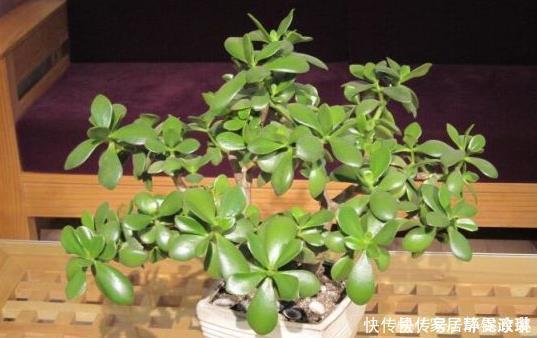 这些花卉很常见,养好了很好看,青葱翠绿,枝繁叶茂