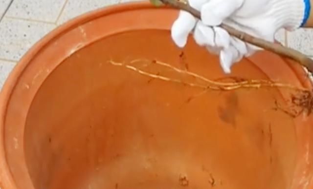 你找得简单易学的盆栽无花果种植方法在这里