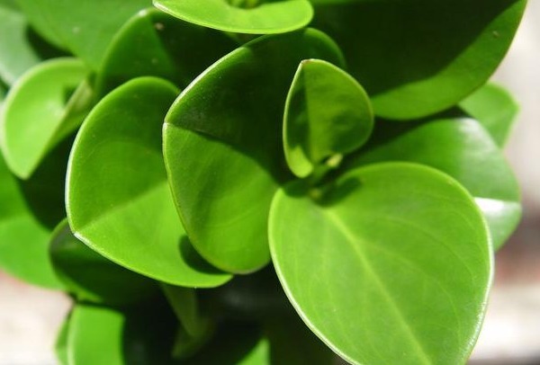 此花象征着公平公正,净化空气防辐射,电脑桌旁很常见!