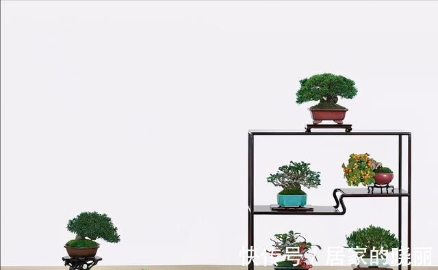 植株|制作微小型盆景,素材的选择是关键,教你如何快速地获取优质素材