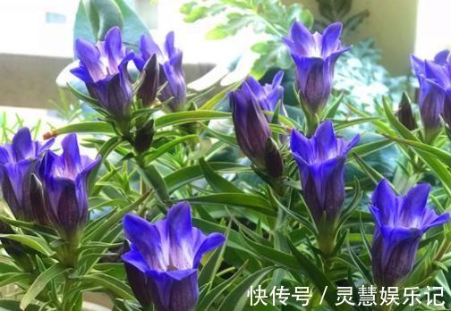 养花|5种花适合秋天养，开花爆盆花期长，花香四溢，香飘十里！