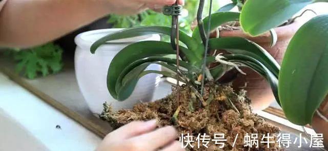 介质|家里的盆栽兰花叶子停止生长,很可能是根出了问题