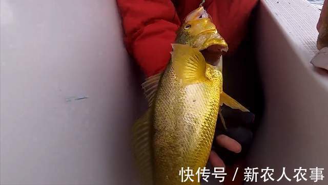 浙江4名男子驾船3小时去海钓,收获了17条大黄鱼,总价值4.4万元