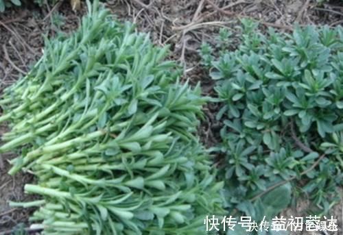 药用价值|农地里被忽视的这种野菜，或是高血压“克星”，建议：不妨多吃点